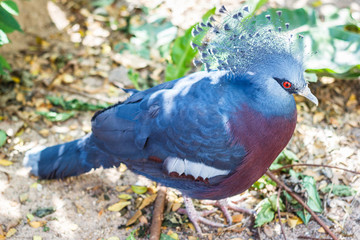 Portrait of a Western crowned pidgeon or blue crowned pidgeon (Goura cristata)