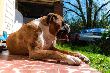 Perro Boxer