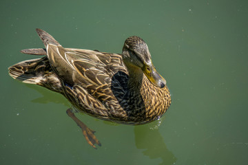 duck in water