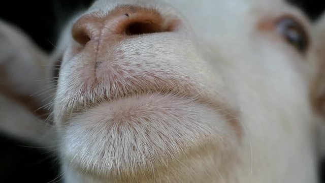 White goat on a white background. Hand stroking the face of a goat. Goat in the barn.