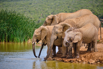 Family of five african elephand drinking playfully at water hole. Various ages, baby spraying itself