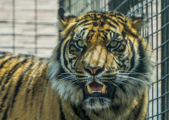 tiger in zoo