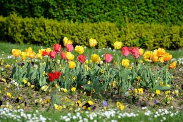 Tulips flowers in the garden