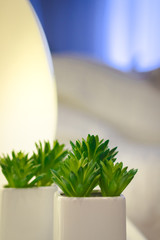 Home Inner Decoration