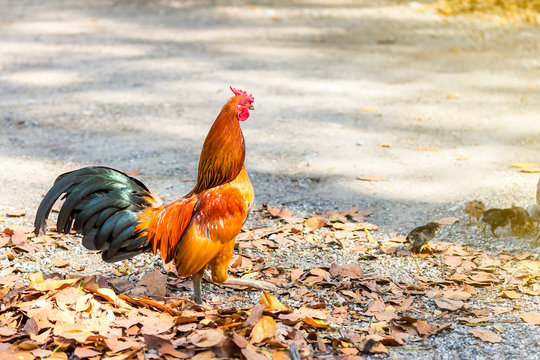 Beautiful and healthy thai cock with chick walking on ground