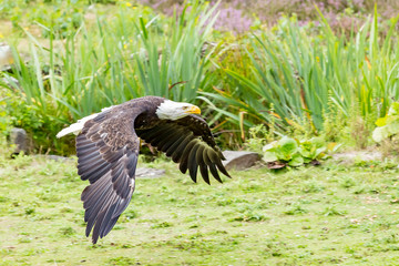 An American bald eagle in full flight just above the ground