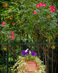 huge flower pot in mediterranean garden, with violet pansies, red roses and orange fruit trees