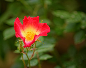 lonely red wild rose flower on vibrant green foliage background