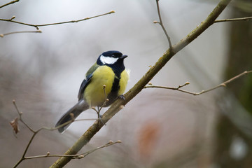 Mésange charbonnière 