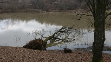 Дерево упало в лесное озеро.