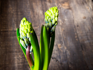 Fototapeta na wymiar small hyacinth grows in flower pot