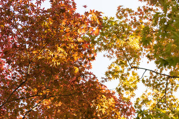 Colorful of maple trees on the blue sky background in the park on autumn season.Different color concept background.
