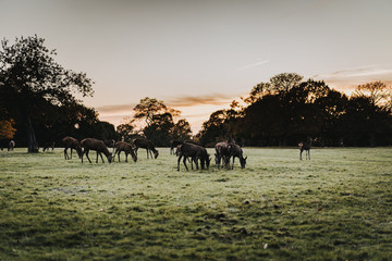 deers on a field in the evening