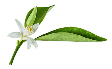 Fresh lemon flower isolated on white background with clipping path