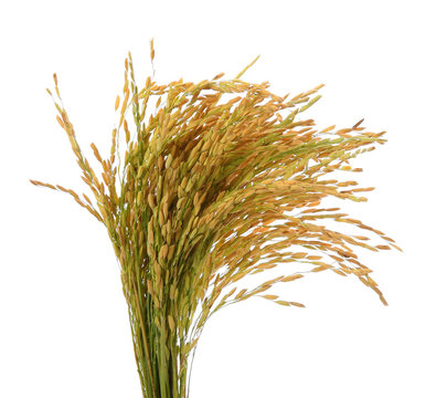 Ear of rice paddy on white background