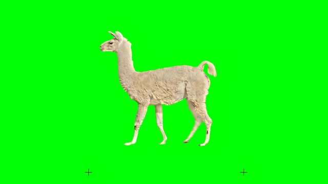 Lama slowly walking seamlessly looped on green screen, real shot, isolated with chroma key, perfect for digital composition, cinema, 3d mapping.