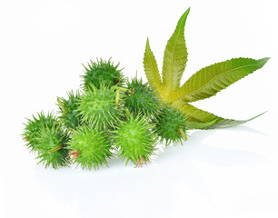 Castor leaf fresh on white background