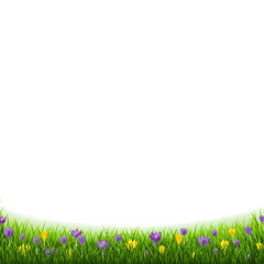Obraz premium Crocus Flowers Border With Grass
