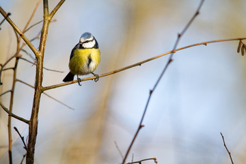 Mésange bleue