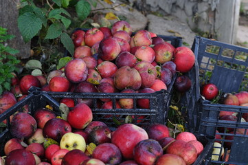 fruits and vegetables 