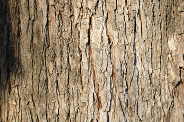 Tree bark texture