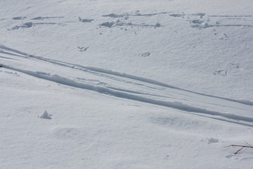 a fresh trail of skis on the snow