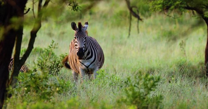 zebras in the savannah in south africa