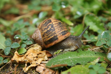 Common Garden Snail