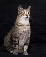 Funny cute cat