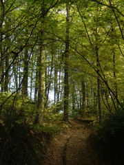 Obraz premium Wrzelowiecki Park Krajobrazowy