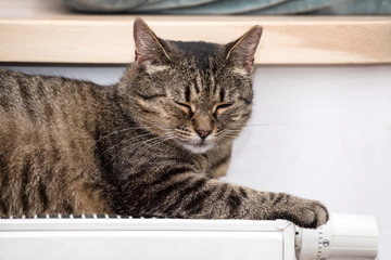 cat on the radiator, warm, cat relaxing