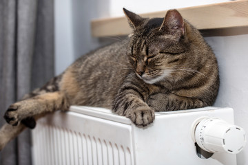 cat on the radiator, warm, cat relaxing