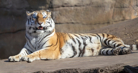 lying ussurian tiger