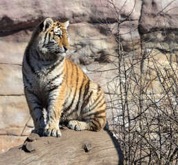 young ussurian tiger is sitting on the trunk © Hana