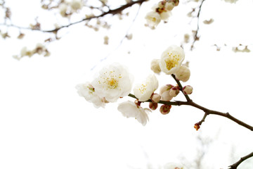 활짝 핀 봄 매화, 만개한 매화꽃, 봄을 알리는 매화