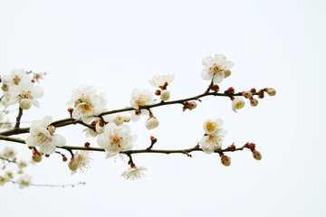 Fototapeta na wymiar 활짝 핀 봄 매화, 만개한 매화꽃, 봄을 알리는 매화