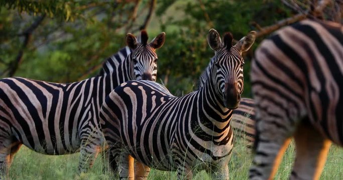 zebras in the savannah in south africa
