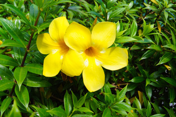 黄色い花・オーストラリア・ケアンズ