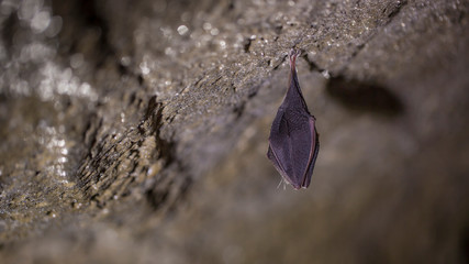 Close up small sleeping horseshoe bat covered by wings, hanging upside down on top of cold natural rock cave while hibernating. Creative wildlife photography. Creatively illuminated blurry background.