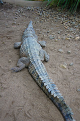 大きなワニ・オーストラリア・ケアンズ