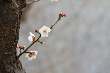 활짝 핀 봄 매화, 만개한 매화꽃, 봄을 알리는 매화