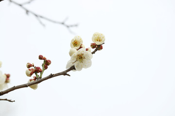 활짝 핀 봄 매화, 만개한 매화꽃, 봄을 알리는 매화