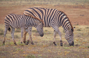 Fototapeta na wymiar Mother and fowl Burchell's zebra together grazing in low grass dry karoo