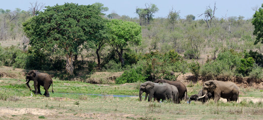 Eléphant d'Afrique, Loxodonta africana, Parc national Kruger, Afrique du Sud