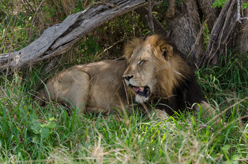 Lion, mâle, Panthera leo,