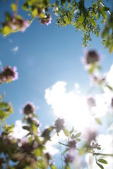 thyme 