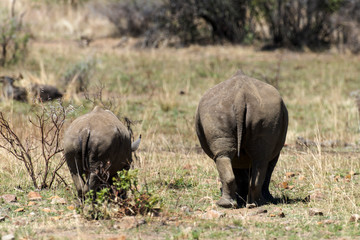 Fototapeta premium Rhinocéros blanc, white rhino, Ceratotherium simum, Parc national Kruger, Afrique du Sud