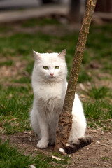 Obraz premium sad white stray cat