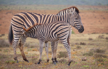 Mother and fowl  Burchell's zebra together.  Baby is feeding off mom. Full body capture