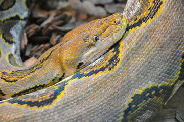 Close up yellow python. Soft selective focus. Boa snake.